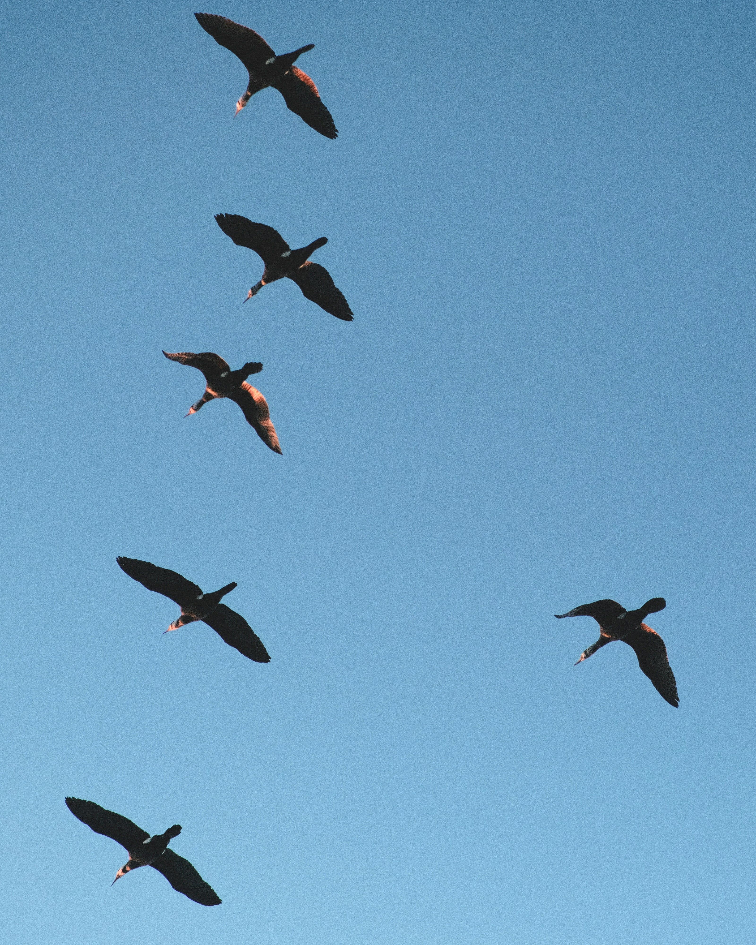 Flock of birds seen from below